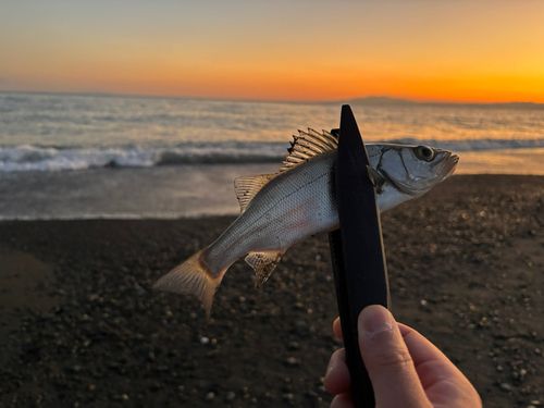 セイゴ（ヒラスズキ）の釣果