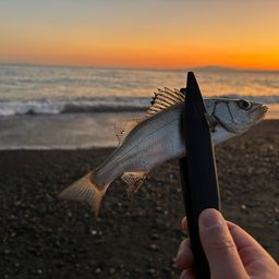 セイゴ（ヒラスズキ）