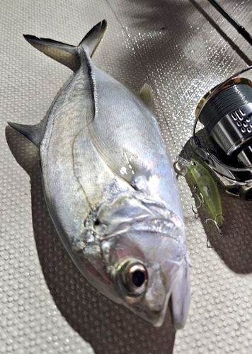 ギンガメアジの釣果