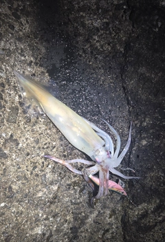 スルメイカの釣果
