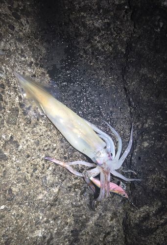 スルメイカの釣果