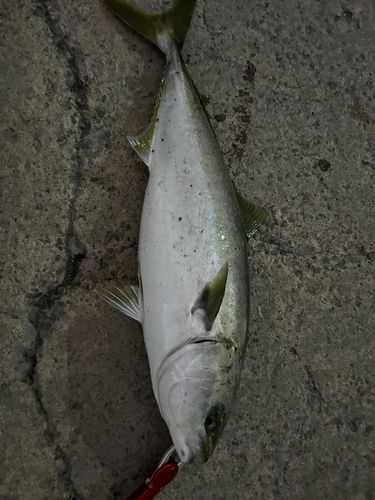 ワラサの釣果