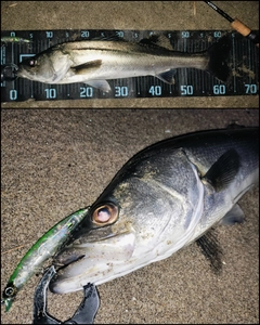 シーバスの釣果