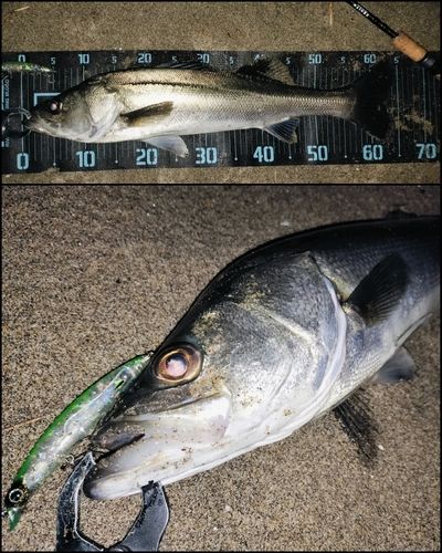 シーバスの釣果