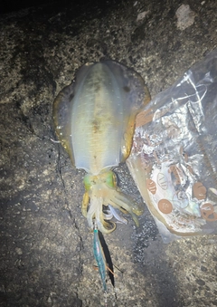 アオリイカの釣果