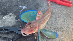 ホウボウの釣果