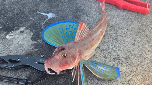 ホウボウの釣果