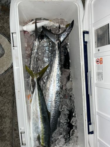 サワラの釣果