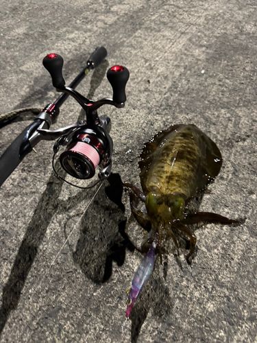 アオリイカの釣果
