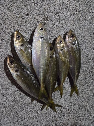 アジの釣果