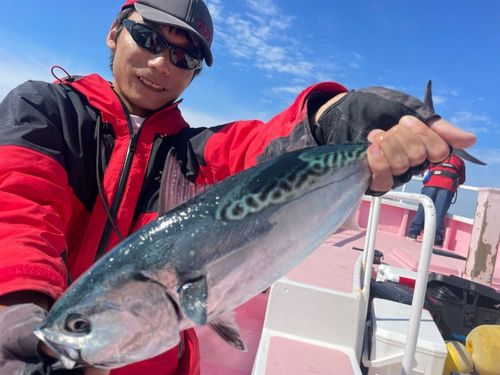スマガツオの釣果