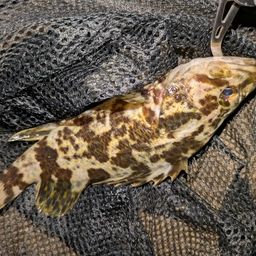 タケノコメバル