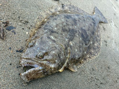 ヒラメの釣果