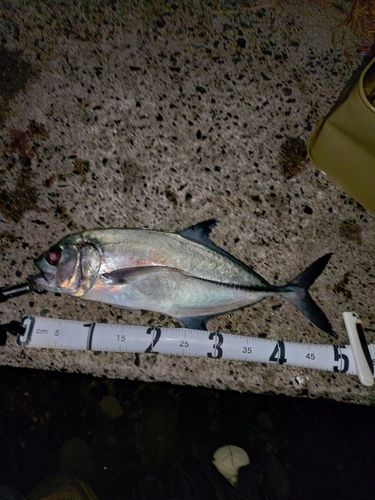 カスミアジの釣果