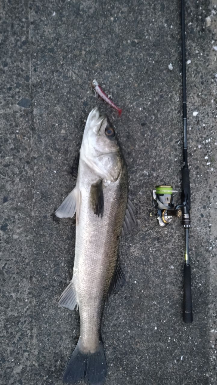 DAIWA 21ラブラックス AGS 86MLの最安値・インプレ・釣果 | 本音の