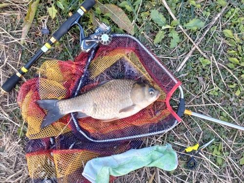 ヘラブナの釣果