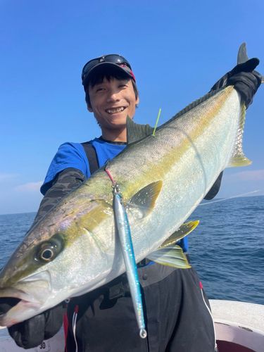 ヒラマサの釣果