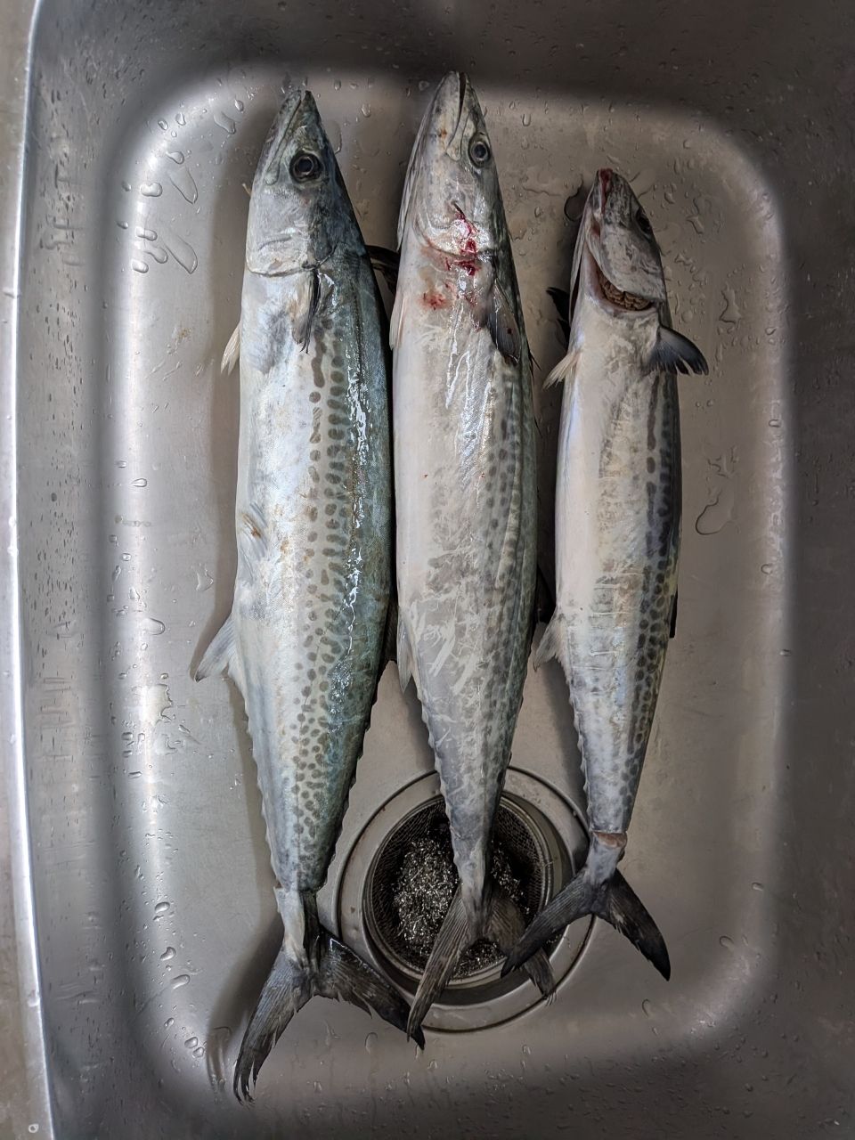 釣り好き二瓶さんの釣果 1枚目の画像