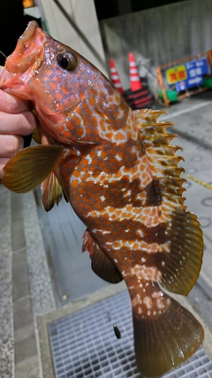 キジハタの釣果