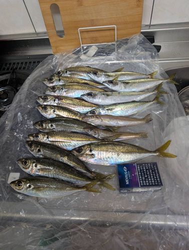 アジの釣果
