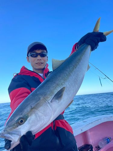 イナダの釣果