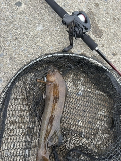 アイナメの釣果