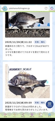クロダイの釣果