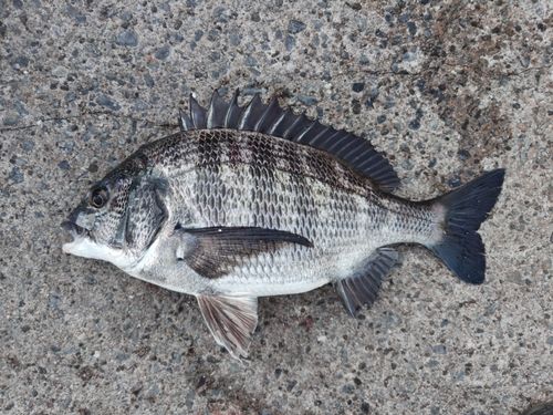 クロダイの釣果