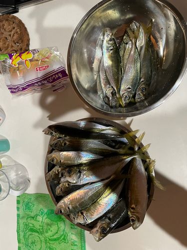 アジの釣果