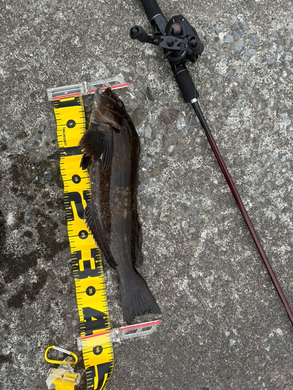 SHIMANO 21スコーピオン XV 1651F-2の最安値・インプレ・釣果 | 本音の