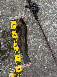 アイナメの釣果