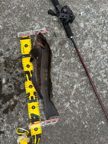 アイナメの釣果