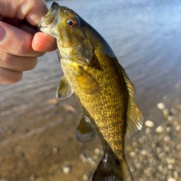 スモールマウスバス