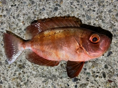 ホウセキキントキの釣果