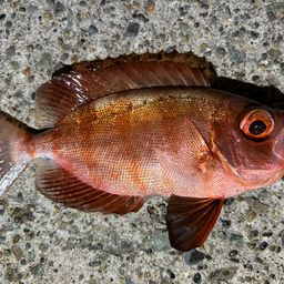 ホウセキキントキ