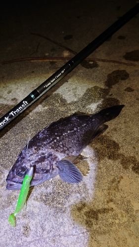 クロソイの釣果