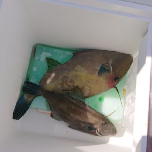 アカメフグの釣果