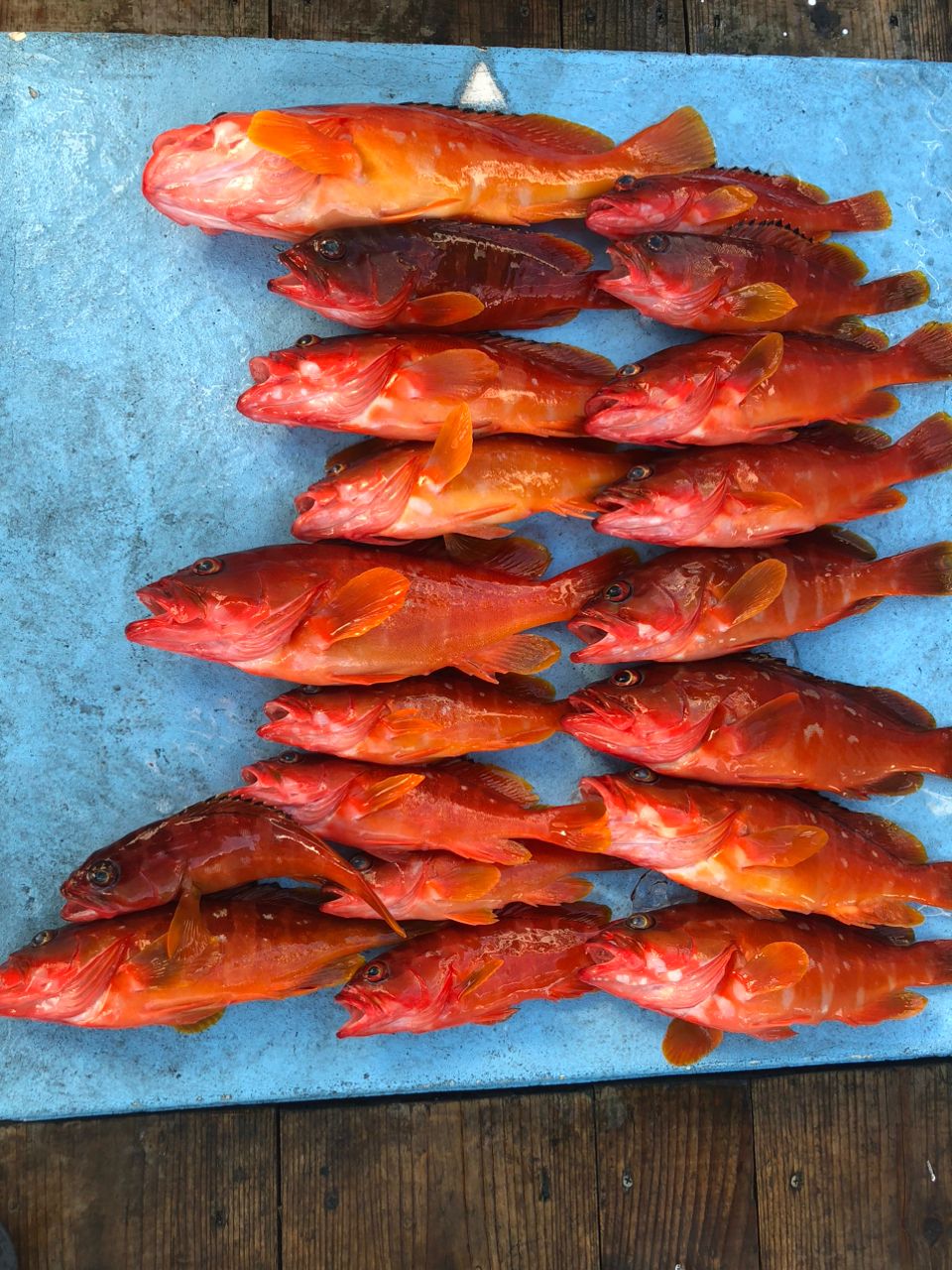 音丸@下田港さんの釣果 3枚目の画像