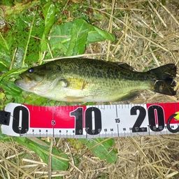 ラージマウスバス