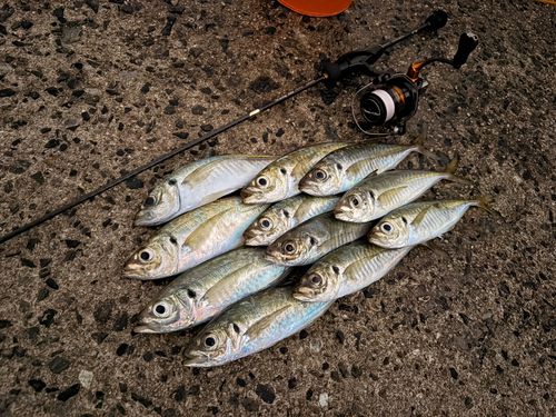 アジの釣果