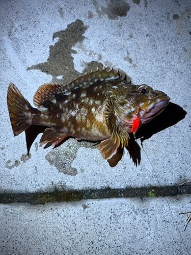 カサゴの釣果
