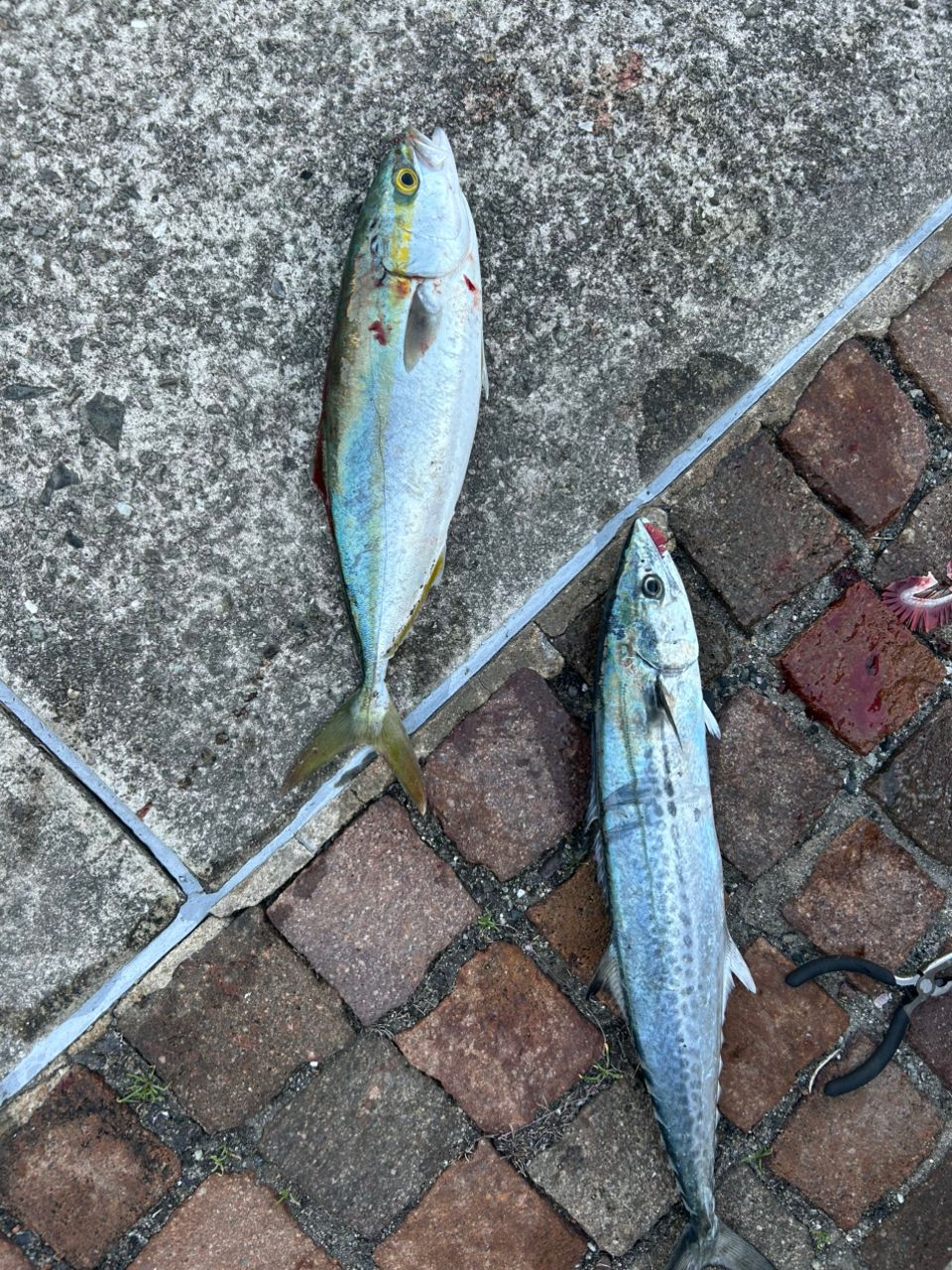 アングラー57683866さんの2025年11月22日(土)の釣行(山口県 - 関門海峡