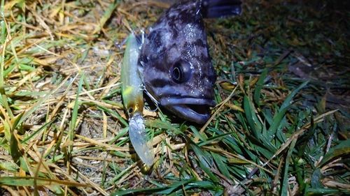 クロソイの釣果