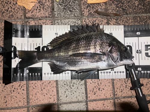 クロダイの釣果