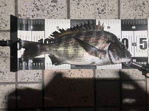 クロダイの釣果