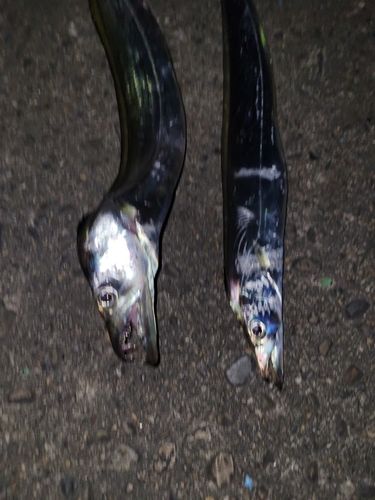 タチウオの釣果