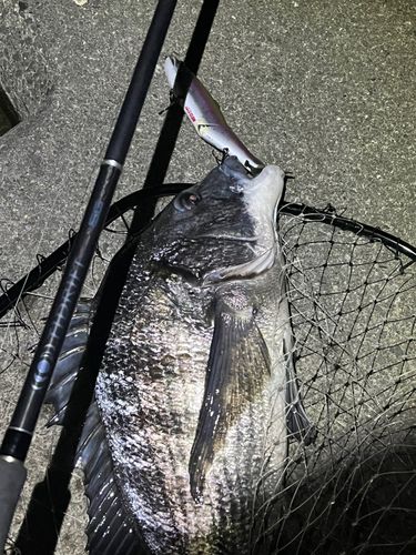 チヌの釣果
