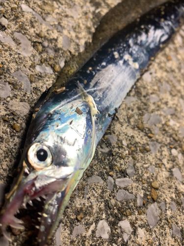 タチウオの釣果