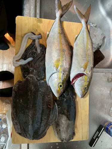 モンゴウイカの釣果