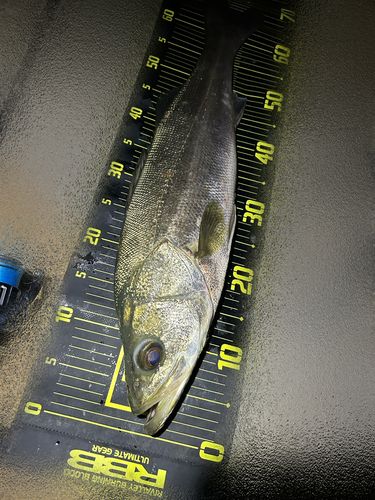 マリナタウン海浜公園